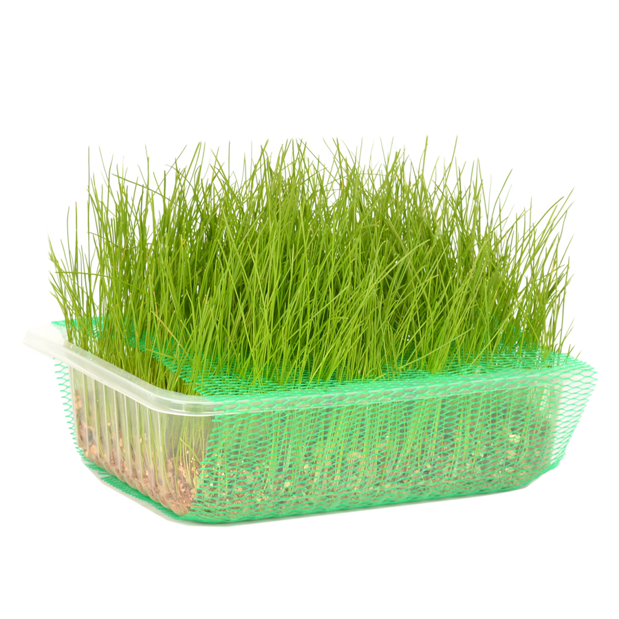 Quik Doğal Kedi Çimi (Fileli) - 6 Adet Quik Doğal Kedi Çimi (Fileli) - 6 Adet