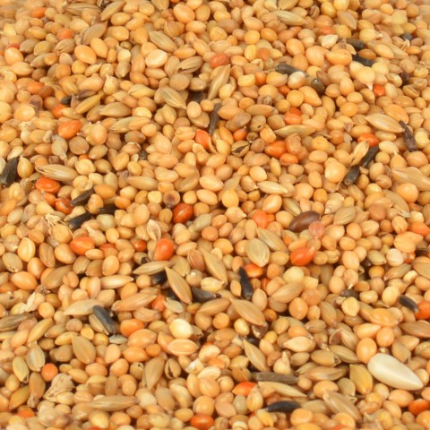 GWC Tropical Finch Yemi 400 gr 6'lı