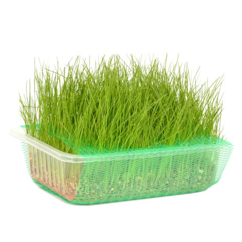 Quik Doğal Kedi Çimi (Fileli) - 6 Adet Quik Doğal Kedi Çimi (Fileli) - 6 Adet