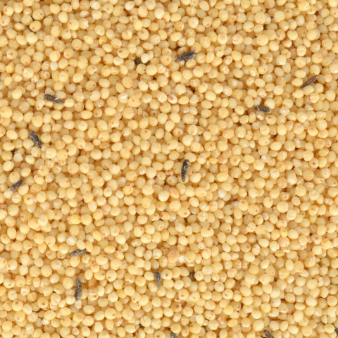 Quik Special Kabuksuz Kuş Yemi 400gr 8'li Quik Special Kabuksuz Kuş Yemi 400gr 8'li